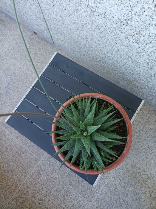 Haworthiopsis attenuata var. radula