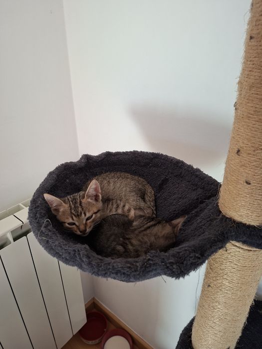 Gatas para adoção