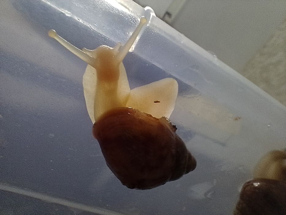 Улитки Ахатины 1шт-30грн