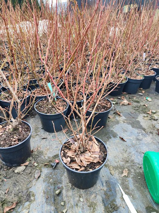 Borówka Amerykańska Wieloletnia - 12 Odmian - Duże owoce