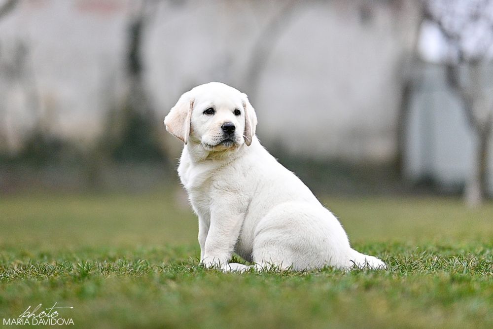 Цуценя лабрадора