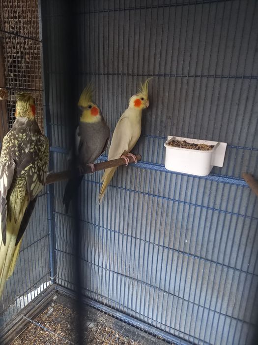 Caturras para mudar