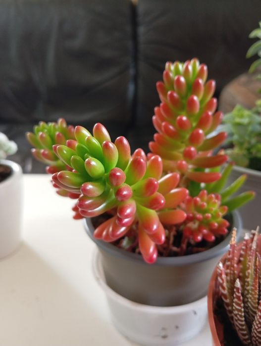Plantas naturais 4 e 5 euros