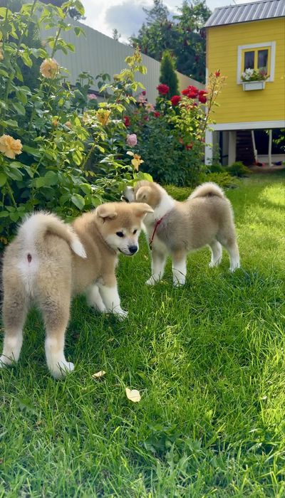 Клубні малюки Акіта іну Шоу -класс