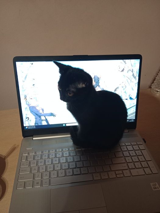 Oddam kotków w dobre ręce