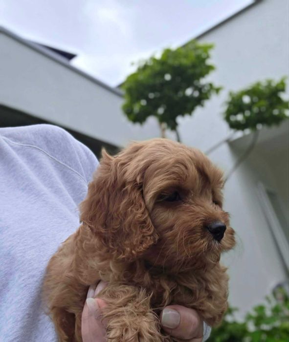 Cavapoo chłopczyk