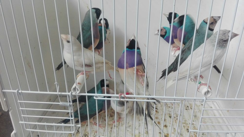 Troco 300 diamantes gould