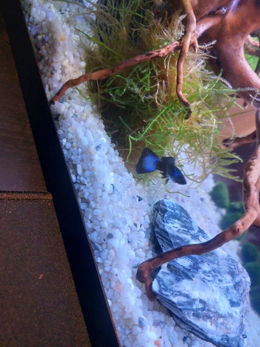 Guppys blue moskow