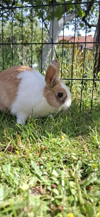 Królik miniaturka