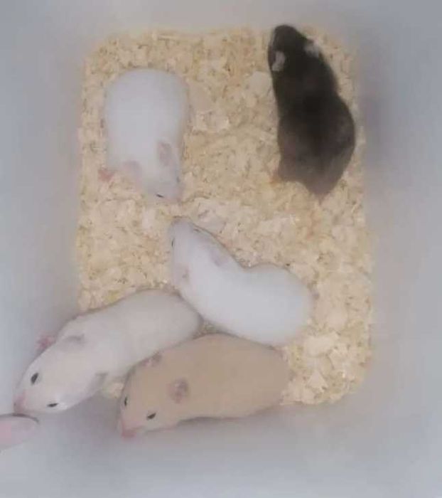 Хомяк джунгарський рижий та білий