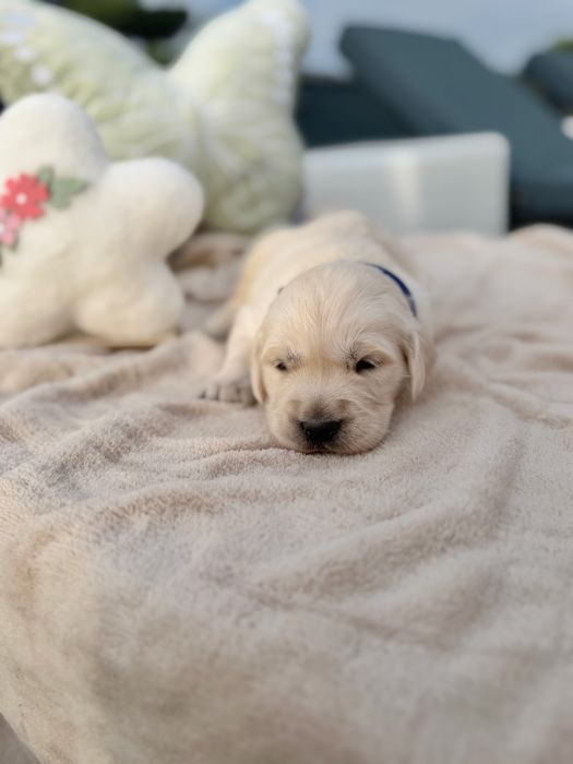 Golden Retriever menino