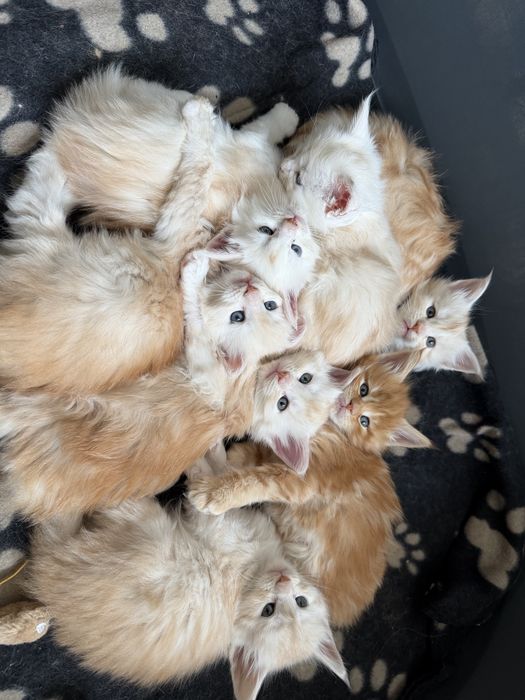 Кошкнята мейн кун