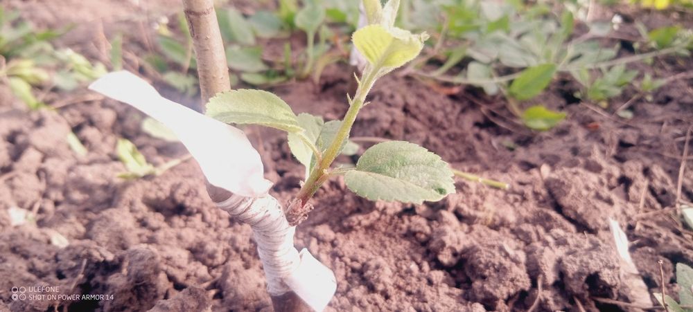 Уникальные саженцы яблони