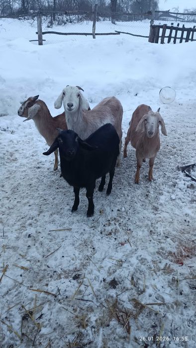 Англонубійські козички.