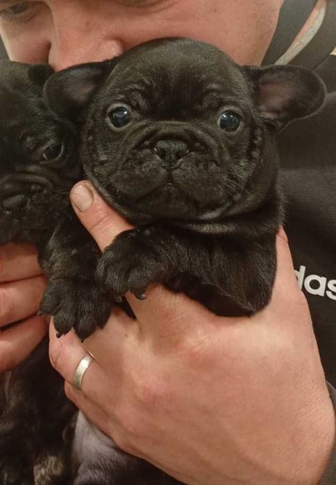 Bulldogue Francês Preto