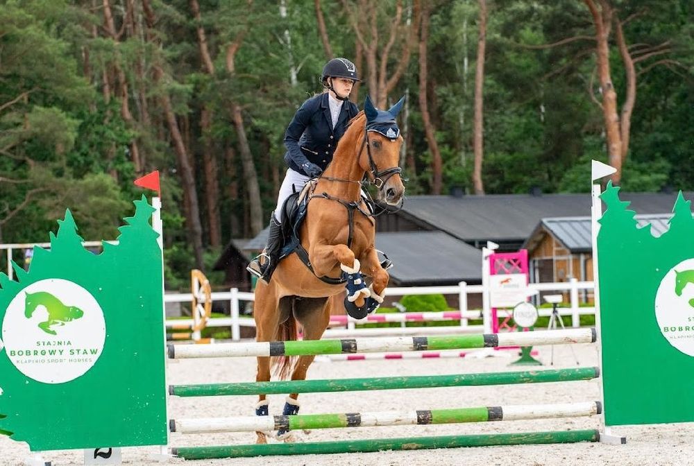 Wałach 4lata sport skoki