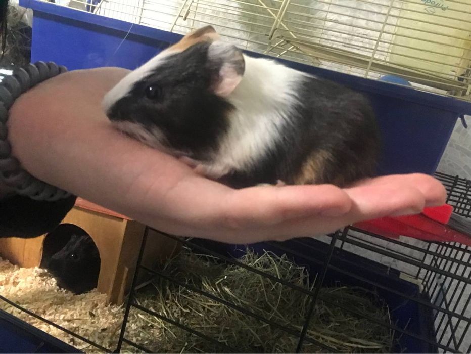 Продам морских свинок