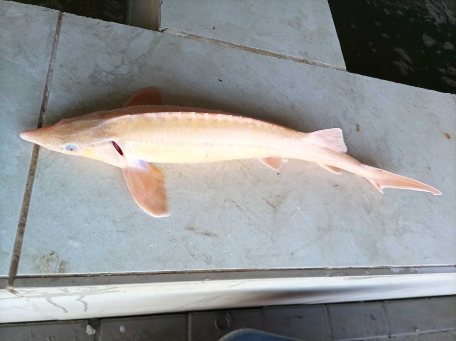 Jesiotr albinos biały 45-48 cm , węgorz lin Amur karp