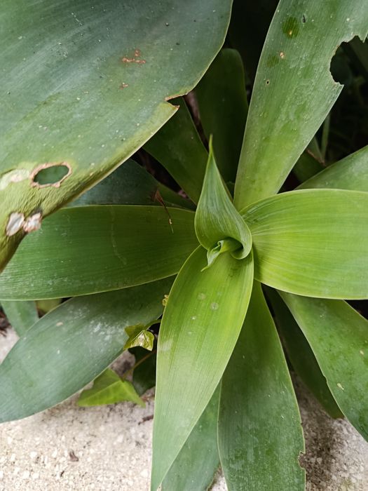 Agaves grandes para jardim