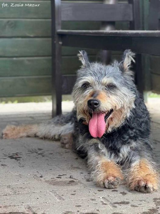 Komandor - odważny i wesoły kawaler szuka nowej rodziny - 0097/25