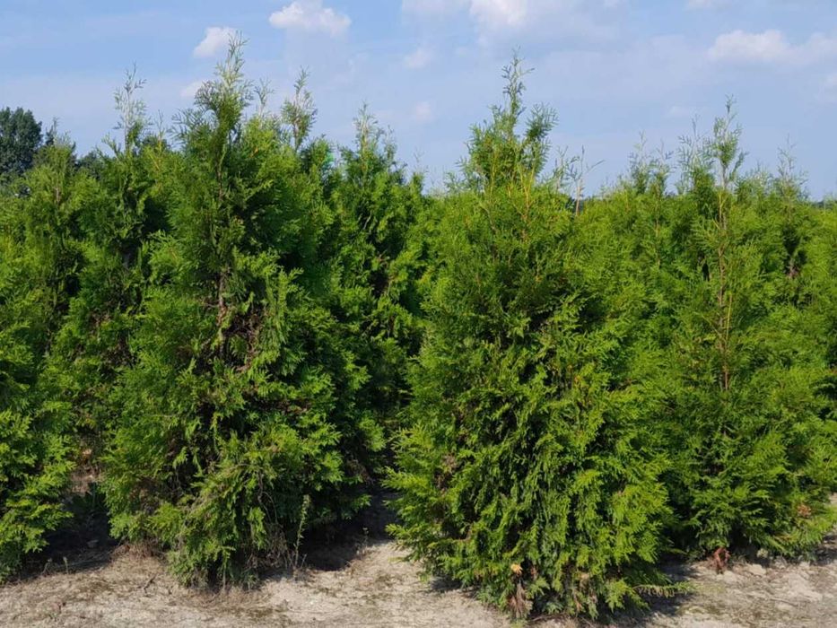 Tuja! Szmaragd, Brabant, Blue Arrow! Sadzimy! Dostawa! Do 250 cm!