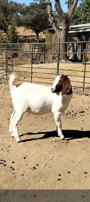 Cabras boer pura e cruzada