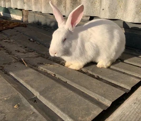 Продам живого кролика