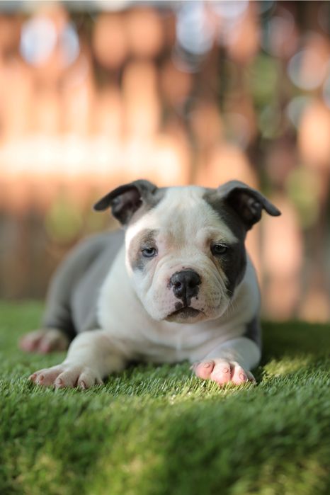 Американський Буллі Pocket — резерв цуценят