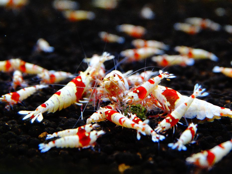 Krewetka/Krewetki/Mech/Mchy/Bucephalandra/Rarytas ZAMIANA PROMOCJA