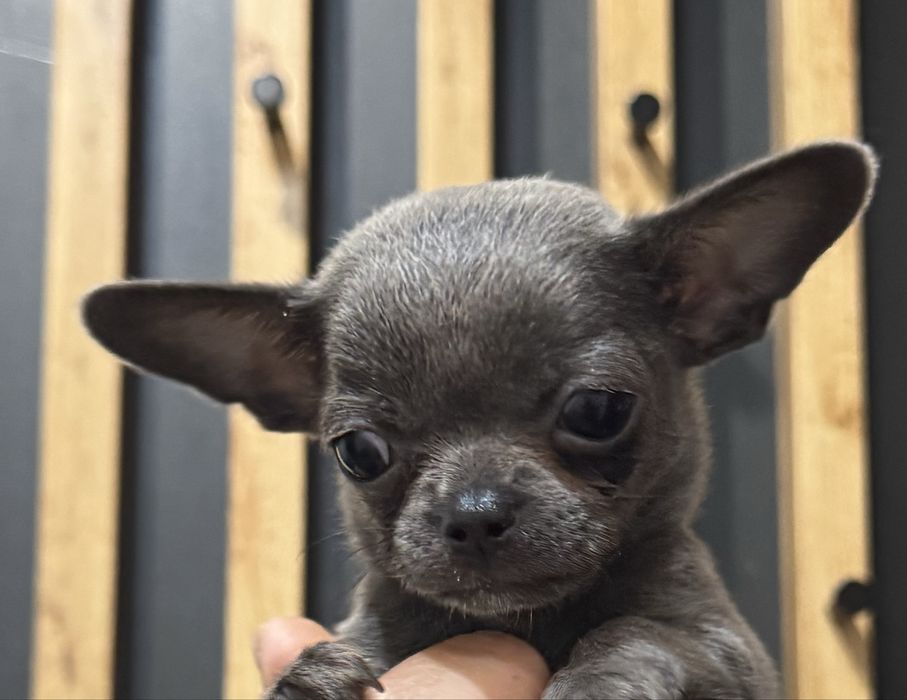 Pies Chihuahua Niebiesko-bialy Max