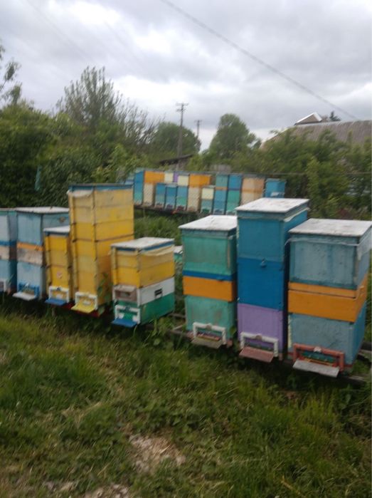Продам бджолопакети, бджолосімʼї, бджоломатки, рої, відводки