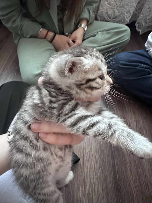Кошенята/Шотландці