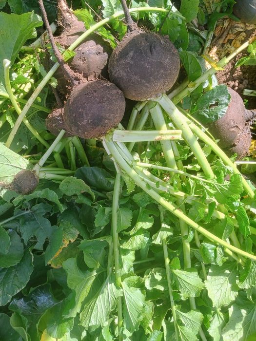 Czarna rzepa ekologiczna