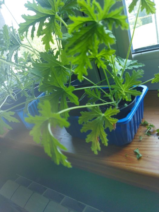 Anginka geranium młode sztuka