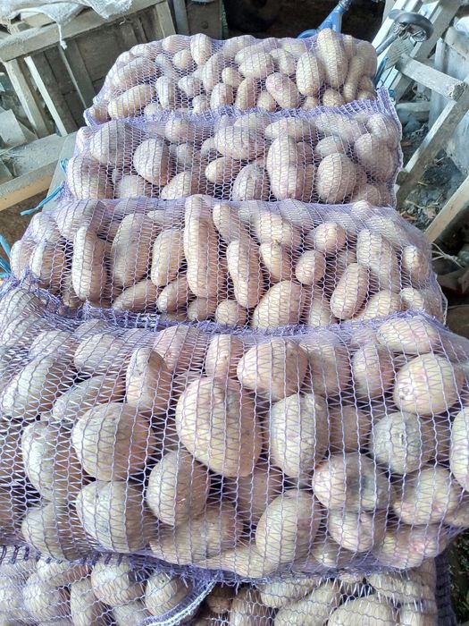 Продам харчову картоплю