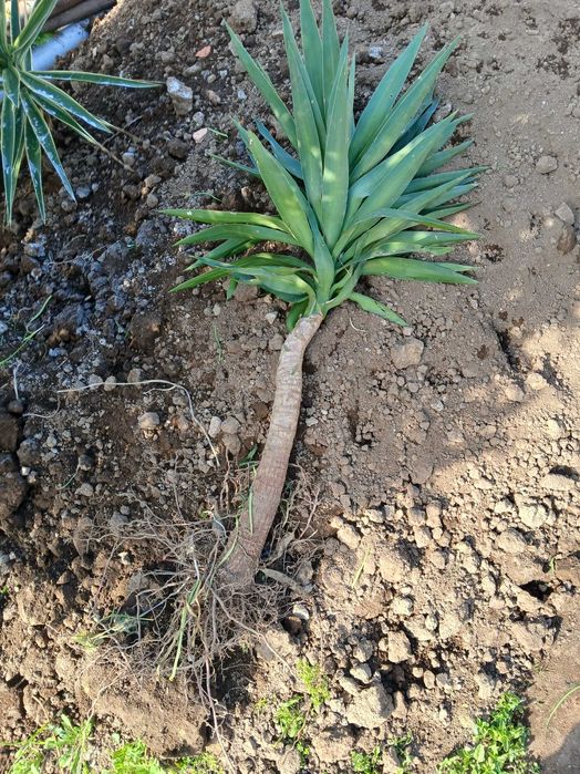 Yuca planta de interior ou exterior Gaia