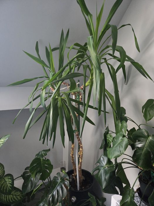 Kwiat doniczkowy Juka Yuca