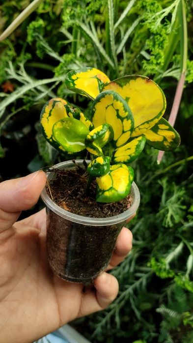 Кротон Codieum Tonghoo