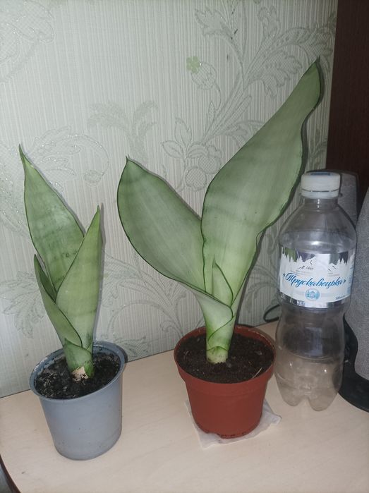 Продам різні сорти сансевієрії