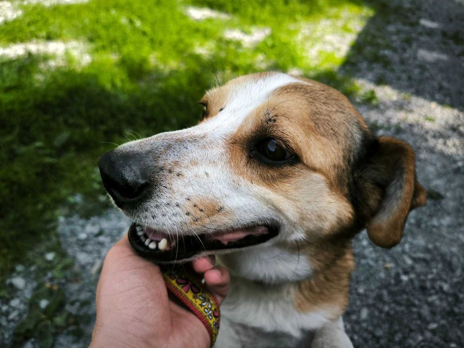 Tak bardzo prosze o dom