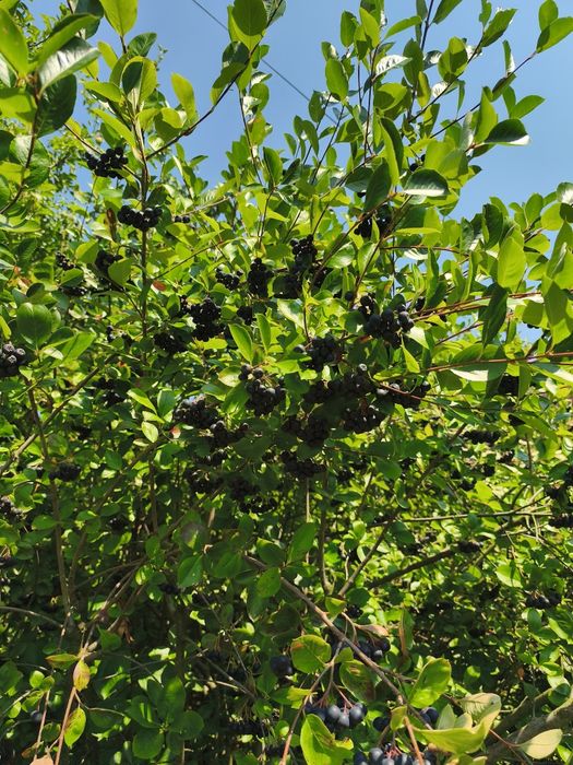 Aronia z przydomowego ogródka