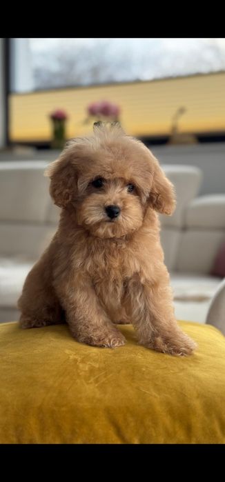 Dziewczynka  plowa pudel toy