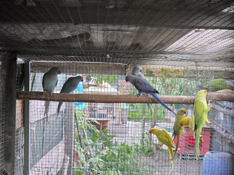 Ringnecks 2025/2026