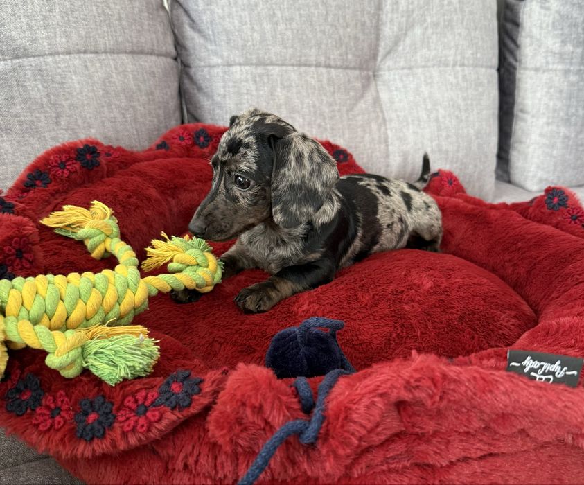 Jamnik Miniaturowy sunia blue merle Mimi