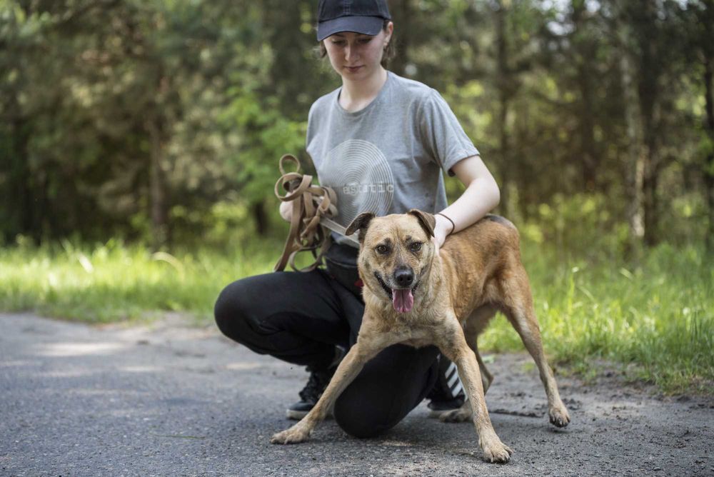Piękna jasna sunia Sella szuka aktywnego opiekuna na zawsze