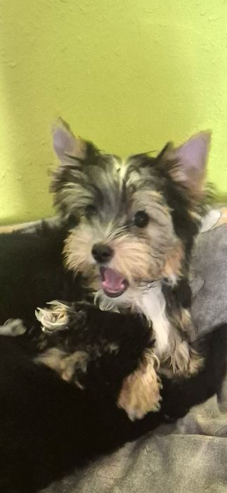 Yorkshire Terrier