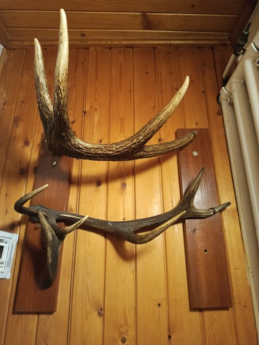 Podwójny wieszak na ubrania z rogu.