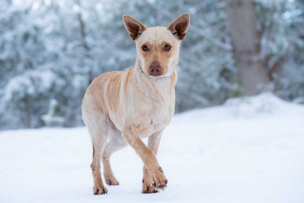 Azuki - piękna, delikatna suczka potrzebuje swojego człowieka