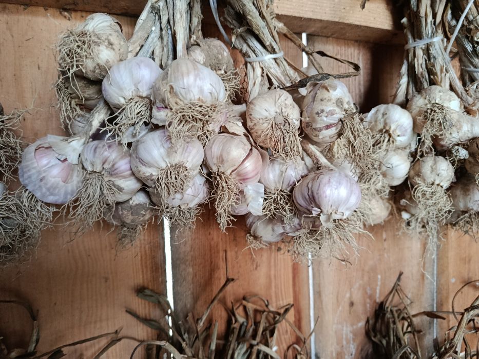 Czosnek HARNAŚ prosto od rolnika