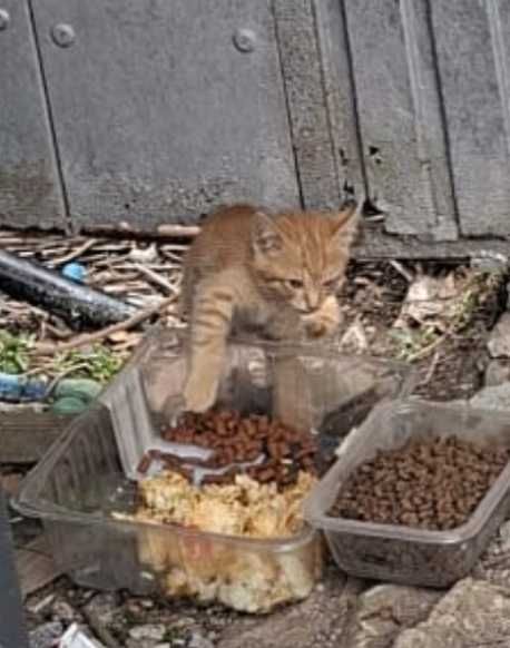 Gatinhos para adoção